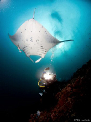 The manta was swimming just above a diver. I wanted to ca... by Wai Hoe Mok 